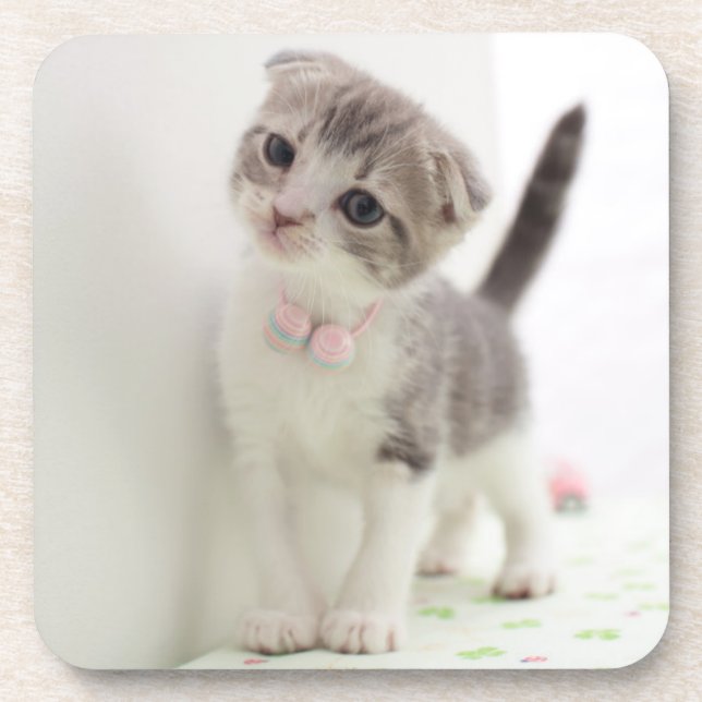 Scottish Fold Kitten Coaster (Front)