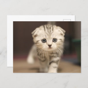 Scottish Fold Kitten Holiday Postcard