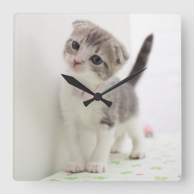 Scottish Fold Kitten Square Wall Clock (Front)
