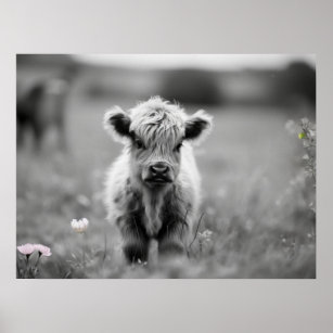 Scottish Highland Calf Baby Cow Soft Black White  Poster