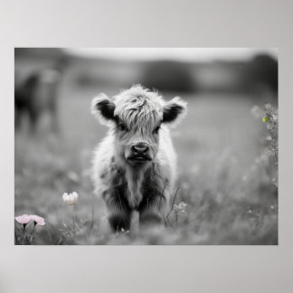 Scottish Highland Calf Baby Cow Soft Black White Poster