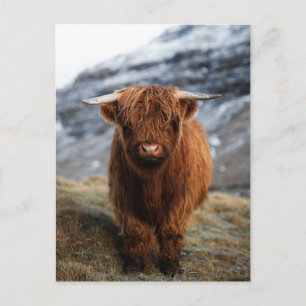 Scottish Highland Calf Photo Postcard