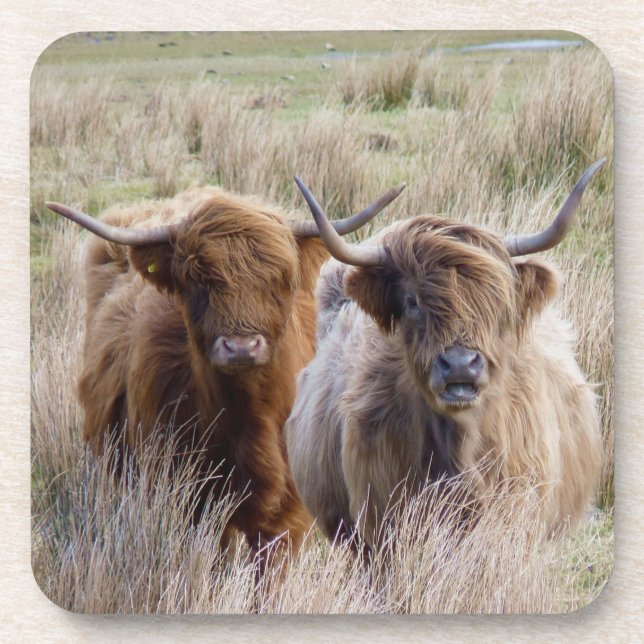 Scottish Highland Cattle Coaster (Front)