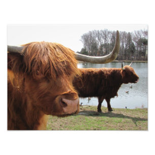Scottish Highland Cattle ~ Photo Print