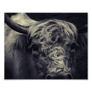 scottish highland cattle photo print