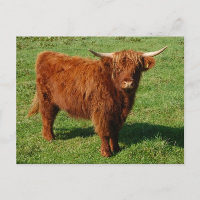 Scottish Highland Cattle Postcard (Front)