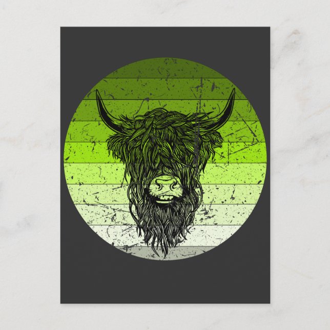 Scottish Highland Cattle Retro Postcard (Front)