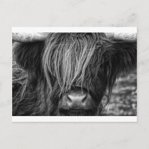 Scottish Highland Cattle - Scotland Postcard