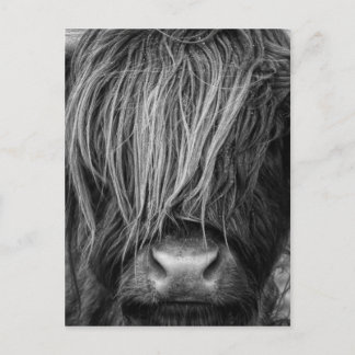 Scottish Highland Cattle - Scotland Postcard