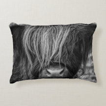 Scottish Highland Cow, Cattle, Bull