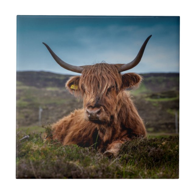 Scottish Highland Cow Longhorn Bull Rancher Tile (Front)