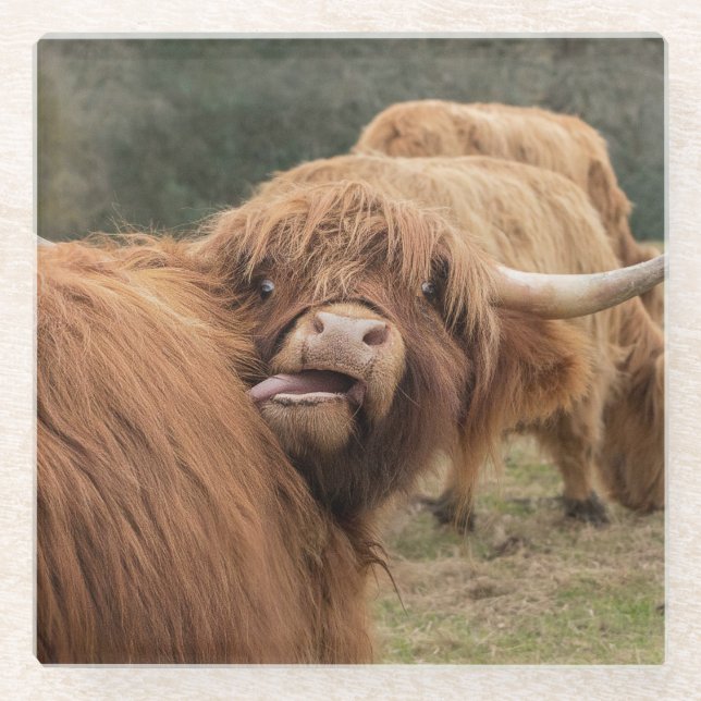 Scottish Highland cow photograph  Glass Coaster (Front)