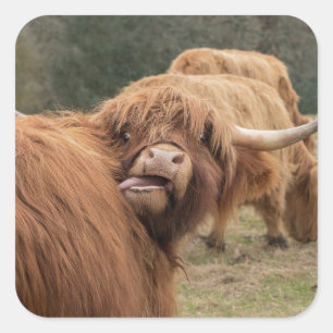 Scottish Highland cow photograph Square Sticker