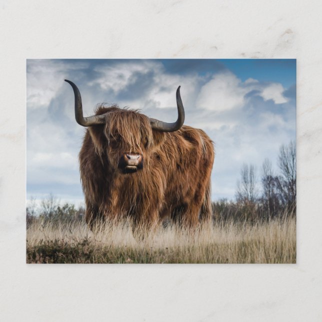 Scottish Highland Cow Postcard (Front)
