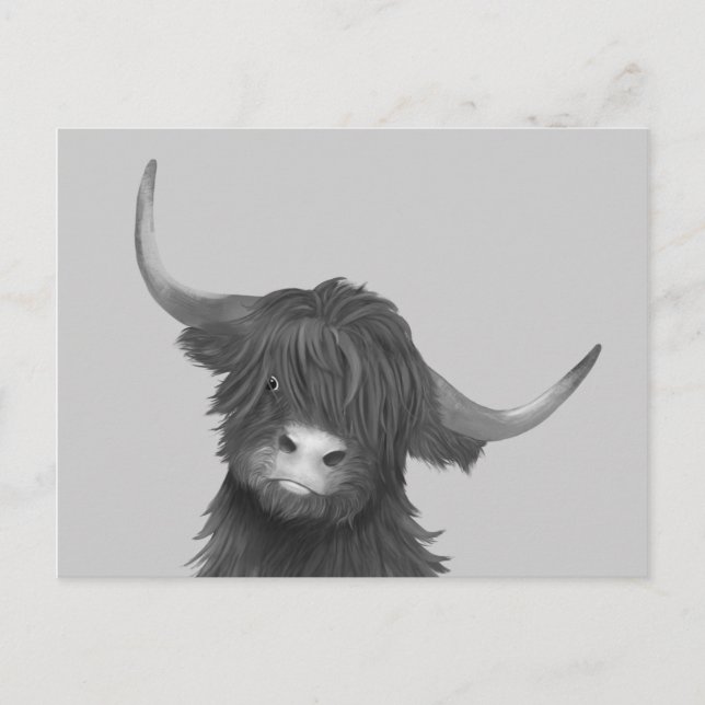 Scottish Highland Cow  Postcard (Front)