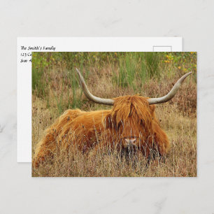 Scottish Highland Cow Postcard