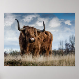 Scottish Highland Cow Poster