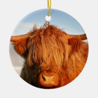 Scottish Highland Cow - Scotland