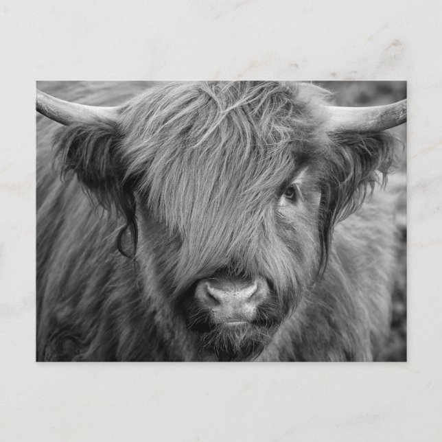Scottish Highland Cow - Scotland Postcard (Front)