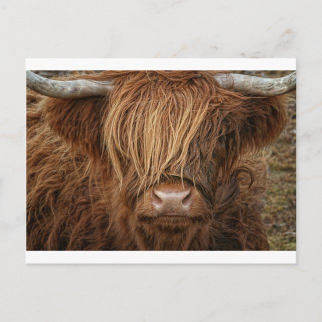 Scottish Highland Cow - Scotland Postcard (Front)