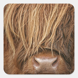 Scottish Highland Cow - Scotland Square Sticker