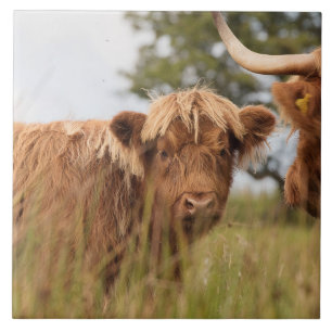Scottish Highland cow Tile