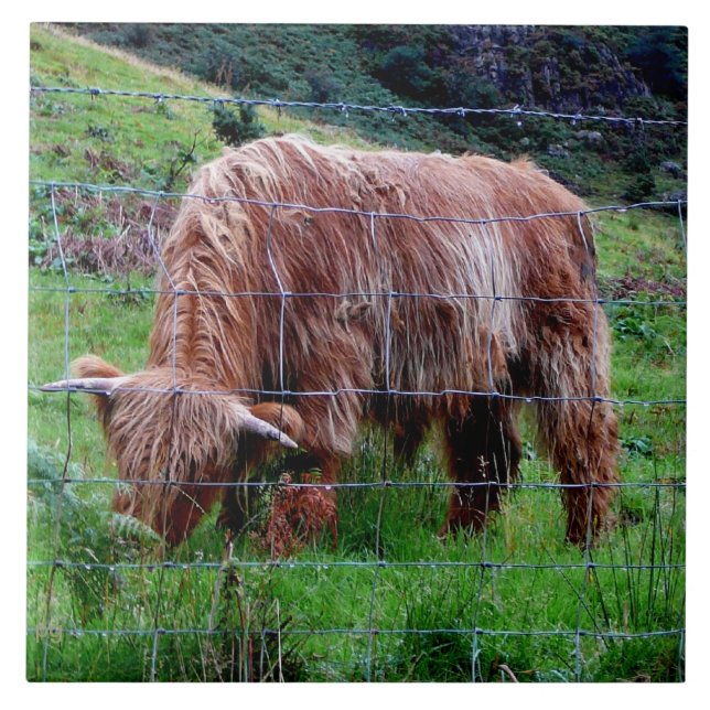 "Scottish Highland Long-Haired Cow" Tile (Front)