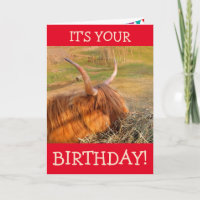 Scottish Highland Steer Pig Out Birthday