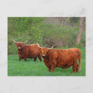 Scottish Highland Steer Postcard