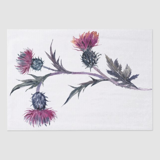 Scottish Highland Thistle Watercolor Tissue Paper (Front)