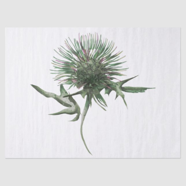 Scottish Highland Thistle Watercolor Tissue Paper (Front)
