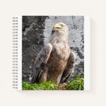 Scottish Highlands Eagle Rugged Nature Scene