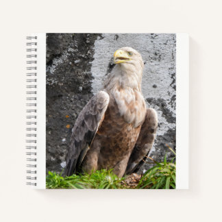 Scottish Highlands Eagle Rugged Nature Scene Notebook