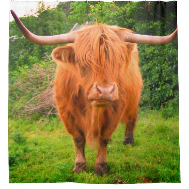 Scottish Long Horned Cow Shower Curtain (Front)