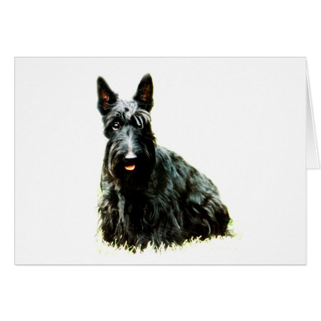 Scottish Terrier (Front Horizontal)