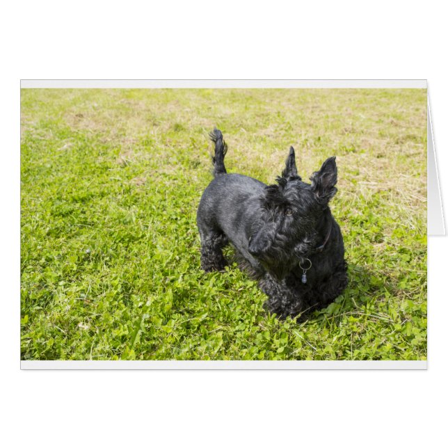 Scottish Terrier (Front Horizontal)