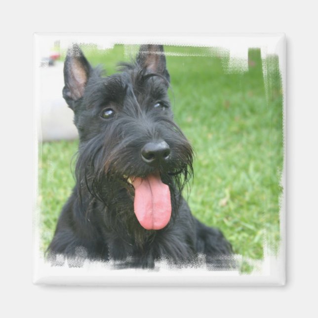 Scottish Terrier Dog Magnet (Front)
