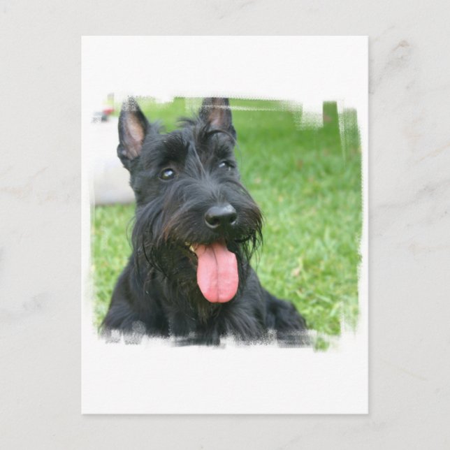 Scottish Terrier Dog Postcard (Front)