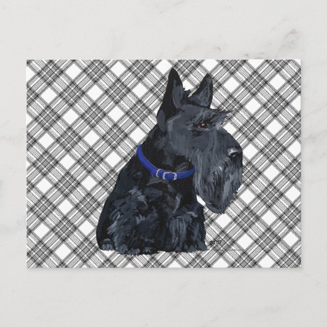 Scottish Terrier in a Blue Collar Postcard (Front)