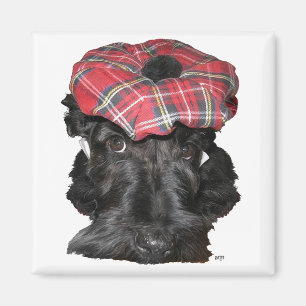 Scottish Terrier in a Tam-o-Shanter Magnet