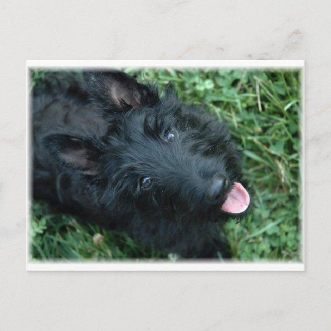 Scottish Terrier in Grass  - Cute Scotty Postcard (Front)