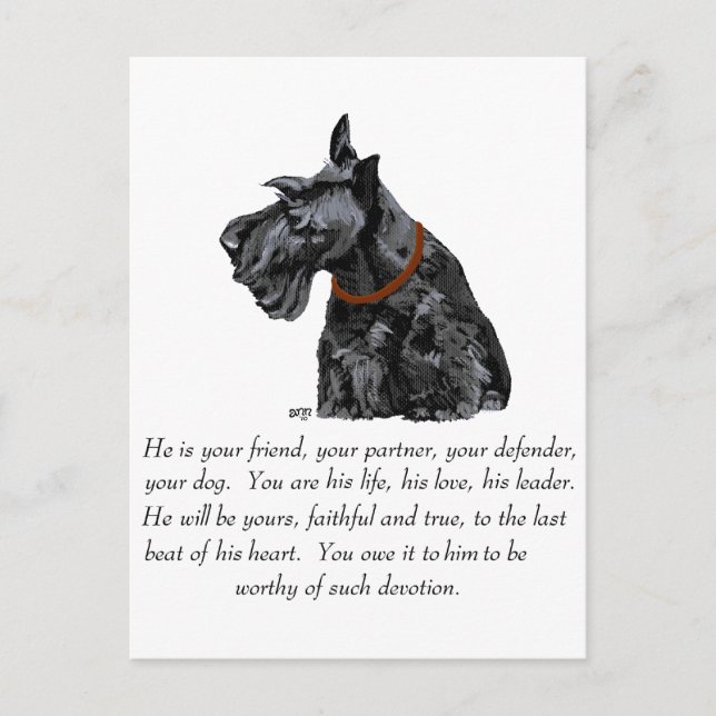 Scottish Terrier Keepsake - MALE Dog Postcard (Front)