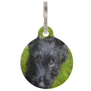 Scottish Terrier. Pet Tag
