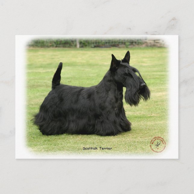Scottish Terrier Postcard (Front)