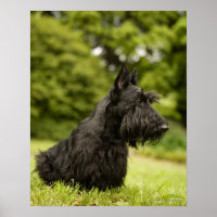 Scottish Terrier