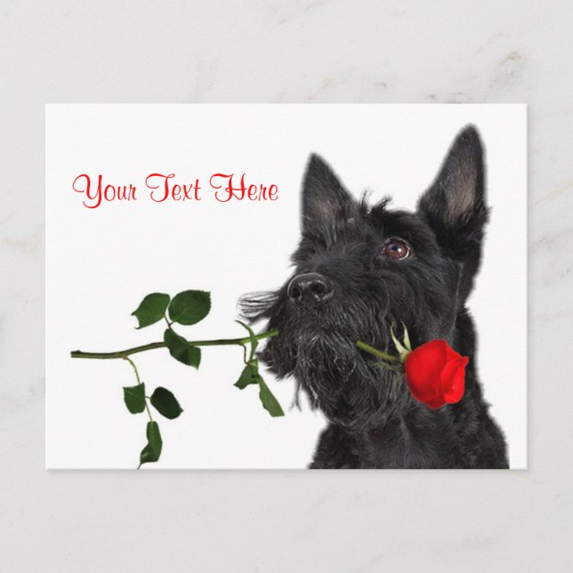 Scottish Terrier  Puppy Red Rose Valentine Design Holiday Postcard (Front)