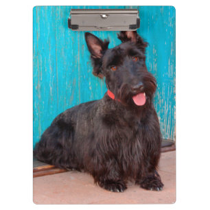 Scottish Terrier sitting by colourful doorway Clipboard