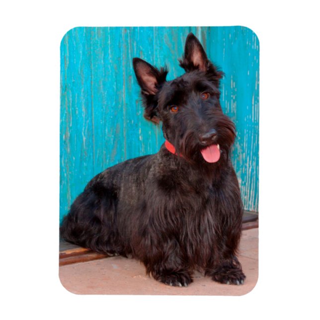 Scottish Terrier sitting by colourful doorway Magnet (Vertical)