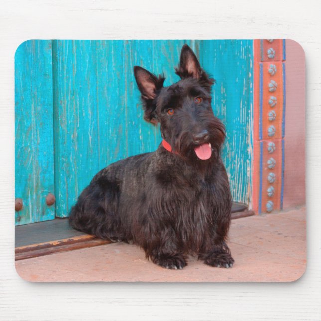 Scottish Terrier sitting by colourful doorway Mouse Pad (Front)