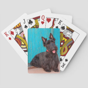 Scottish Terrier sitting by colourful doorway Playing Cards